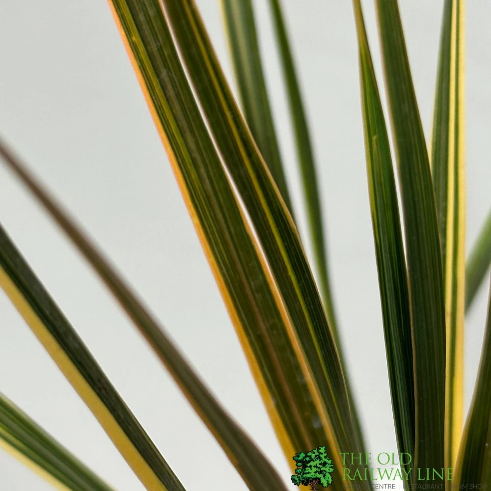 Cordyline Australis 'Sparkler' 2Ltr Pot 2 Cordyline Australis 'Sparkler' 2Ltr Pot - Image 2