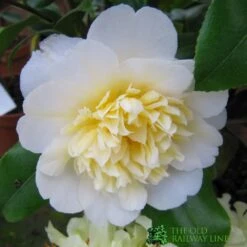 Camellia Japonica 'Brushfield's Yellow' Plant 3Ltr Pot
