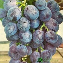 Grape 'Black Hamburg' 3Ltr Pot