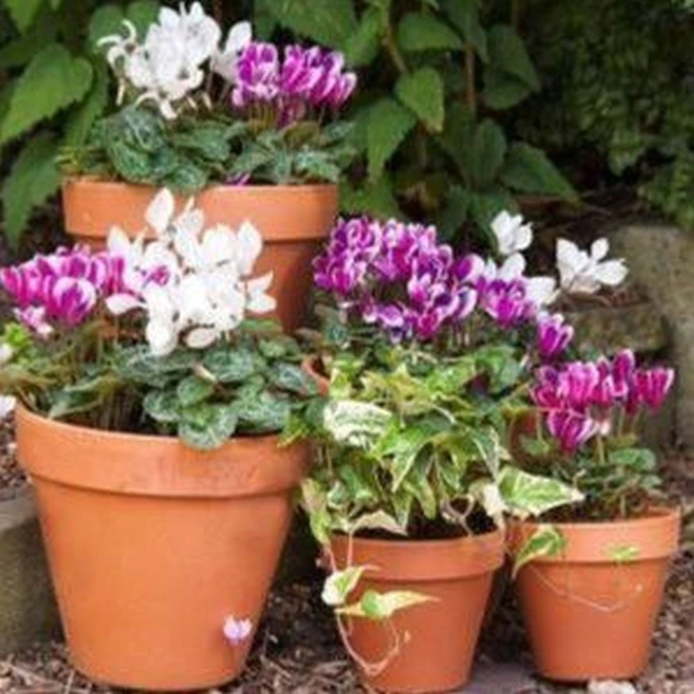 Woodlodge 35cm Terracotta Spang Standard Pot 2 Woodlodge 35cm Terracotta Spang Standard Pot - Image 2