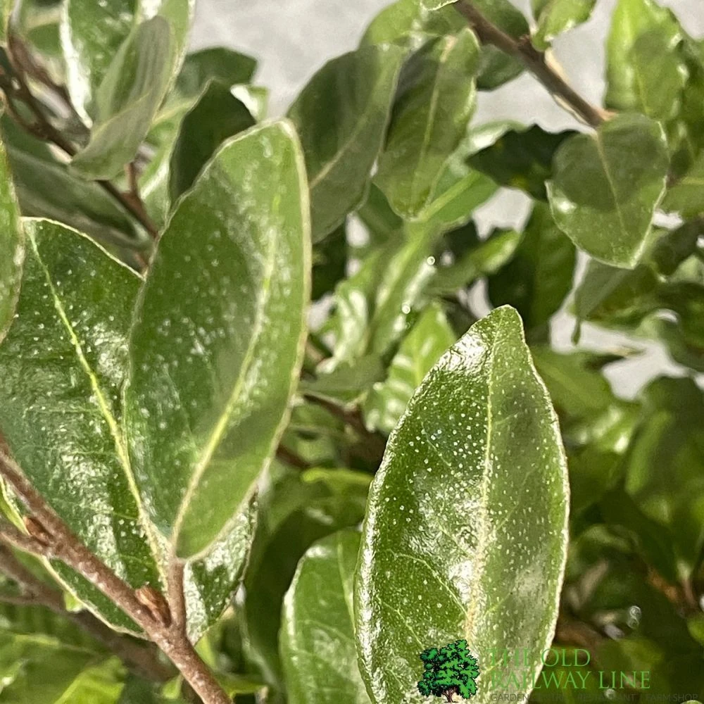 Elaeagnus X Ebbingei Oleaster Plant 80cm Tall (IT) 2 Elaeagnus X Ebbingei Oleaster Plant 80cm Tall (IT) - Image 2