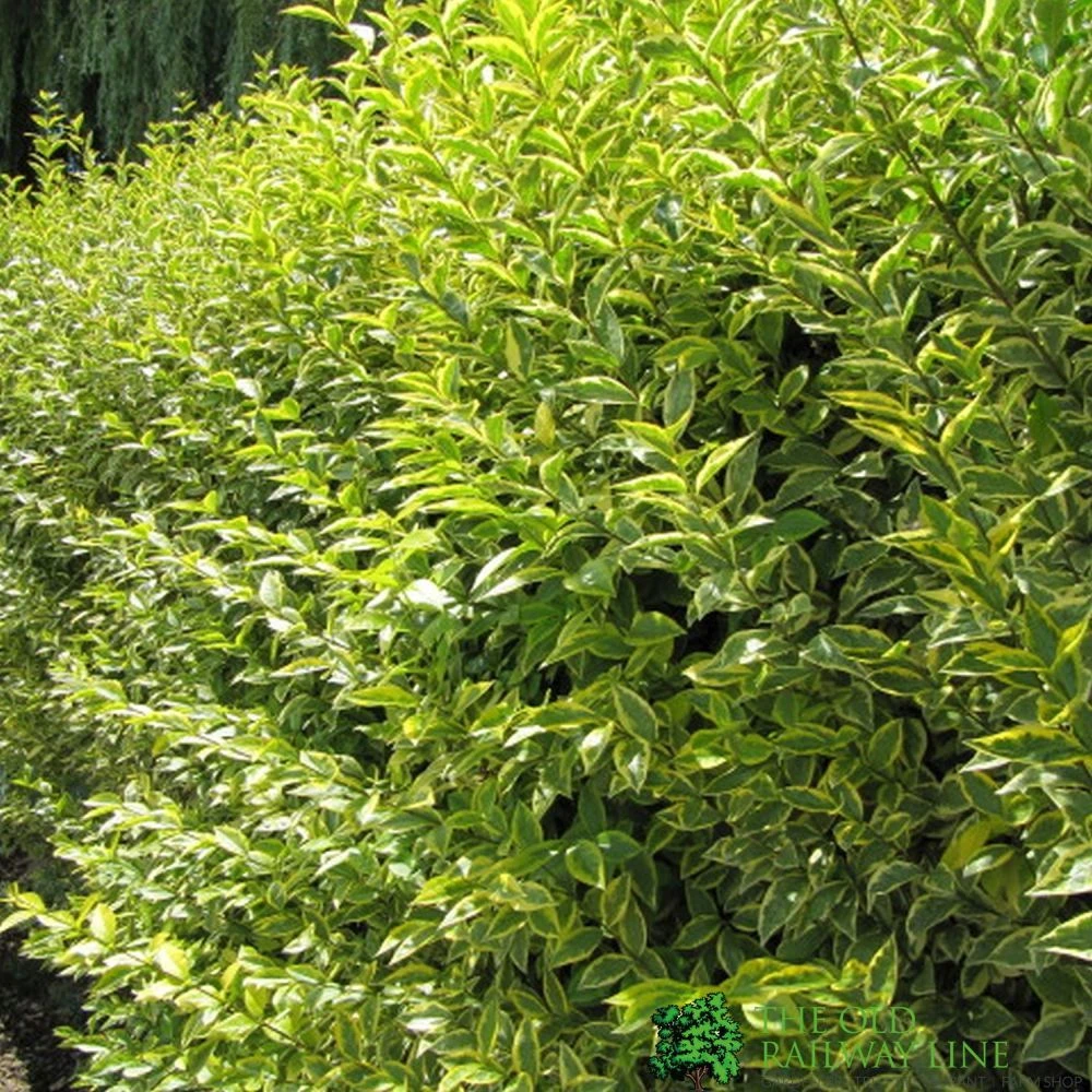 Ligustrum Ovalifolium 'Aureum' Privet 80cm Tall (IT) 1 Ligustrum Ovalifolium 'Aureum' Privet 80cm Tall (IT)
