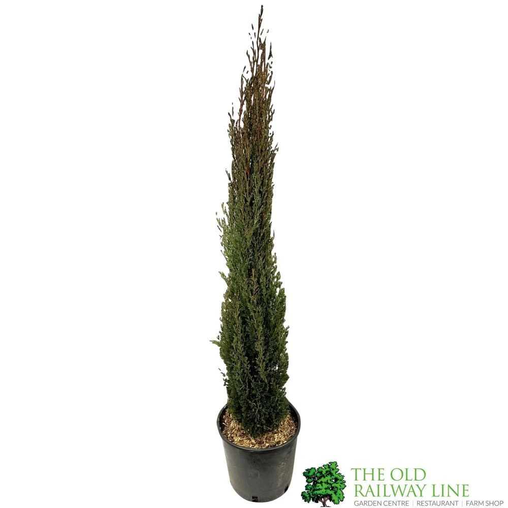 Cupressus Sempervirens 'Totem' Conifer 1m Tall (IT) 1 Cupressus Sempervirens 'Totem' Conifer 1m Tall (IT)