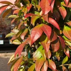 Trachelospermum Jasminoides Arch Trained Jasmine Climber 18Ltr Pot -Garden Tools Sales Store 5021768019641 2