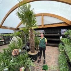 Trachycarpus Fortunei Chusan Palm Tree 3m Tall 5 Trachycarpus Fortunei Chusan Palm Tree 3m Tall -Garden Tools Sales Store 5021768025277 3