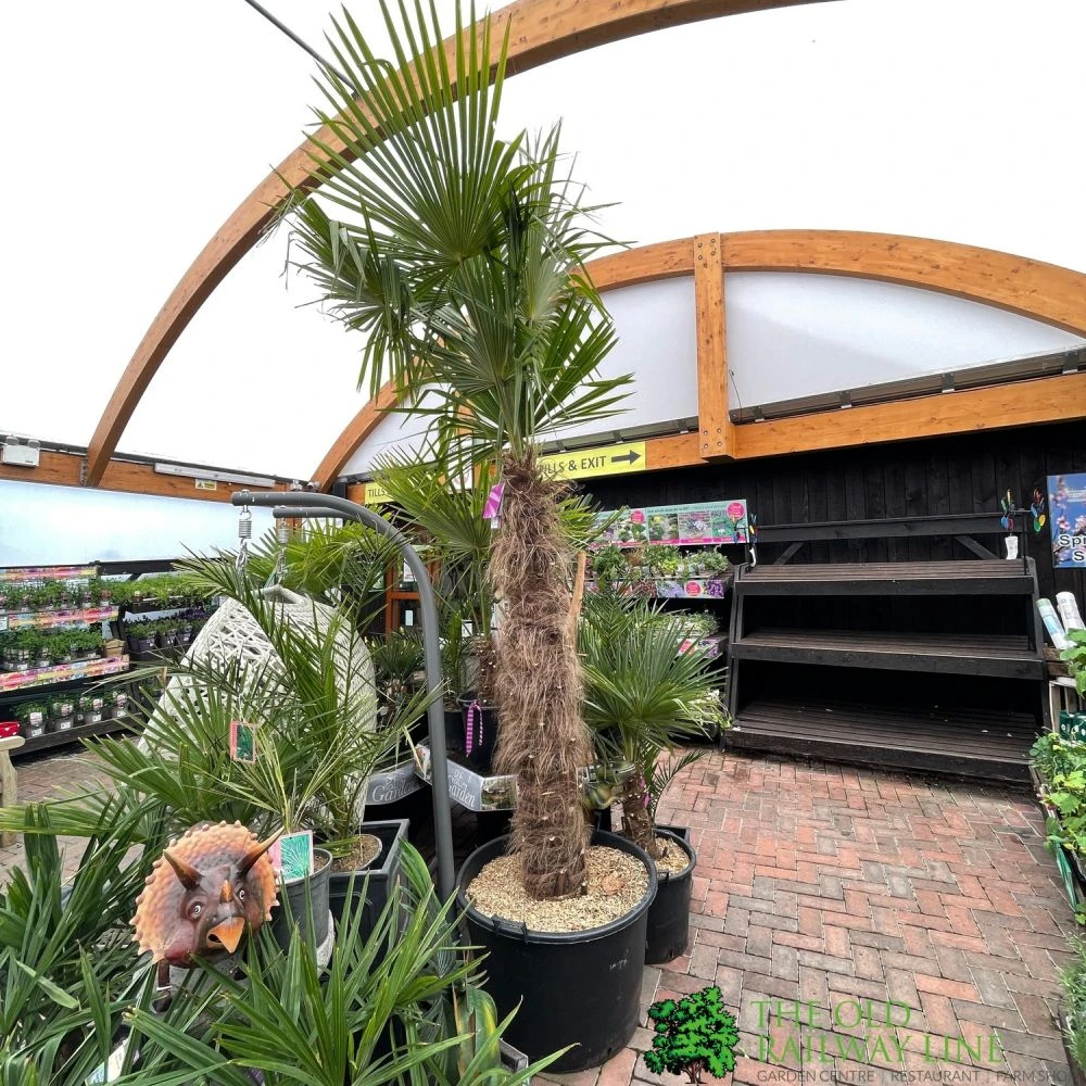 Trachycarpus Fortunei Chusan Palm Tree 3m Tall 1 Trachycarpus Fortunei Chusan Palm Tree 3m Tall