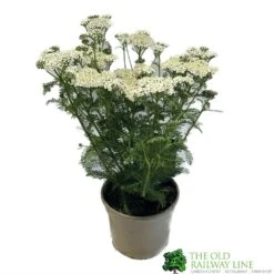 Achillea 'New Vintage White' 3Ltr Pot