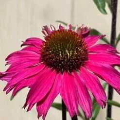 Echinacea 'Sensation Pink' Plant 2 Ltr Pot 5 Echinacea 'Sensation Pink' Plant 2 Ltr Pot -Garden Tools Sales Store 5021768069202 3