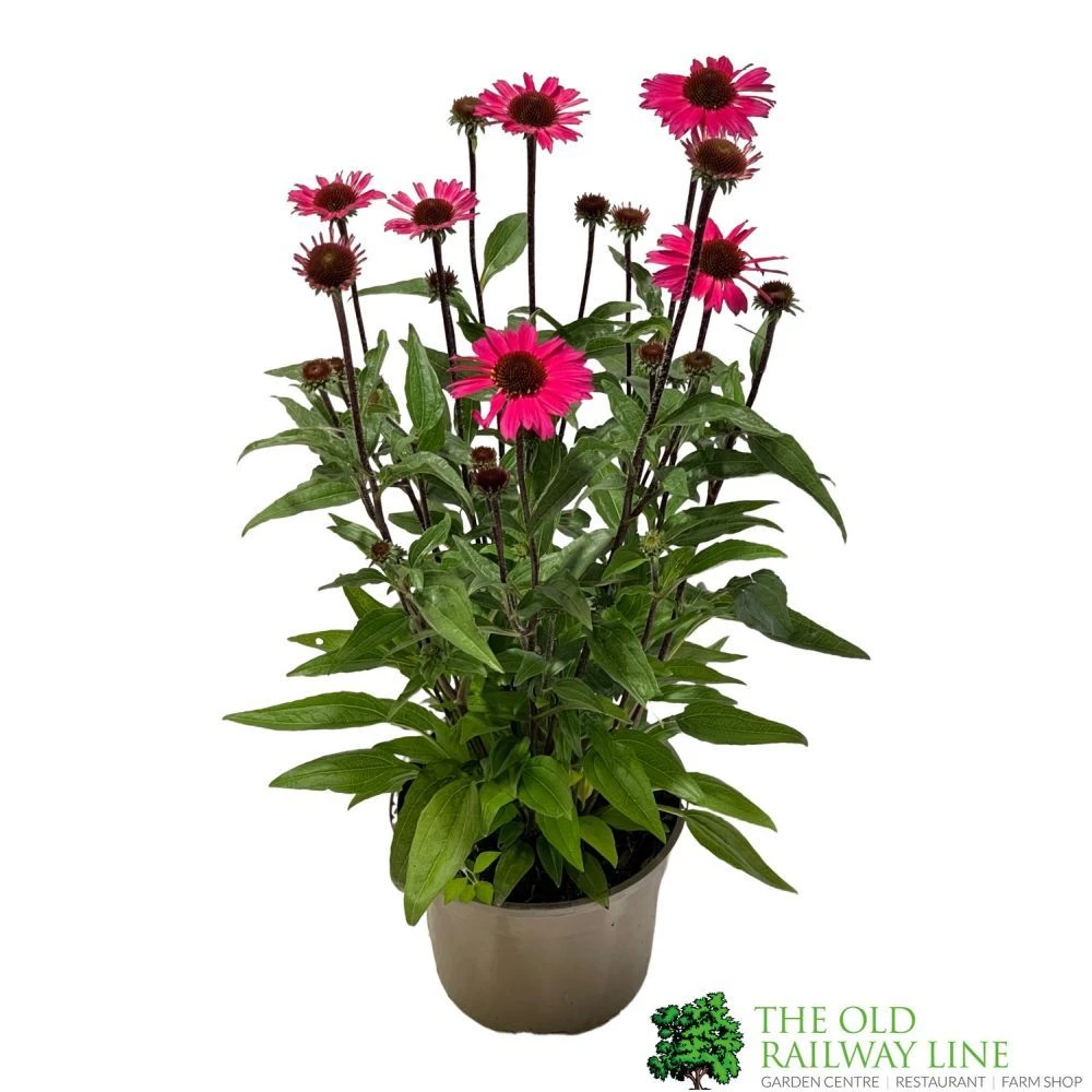 Echinacea 'Sensation Pink' Plant 2 Ltr Pot 1 Echinacea 'Sensation Pink' Plant 2 Ltr Pot