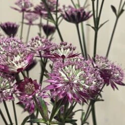 Astrantia 'Star Of Love' Plant 3 Ltr -Garden Tools Sales Store 5021768072080 3