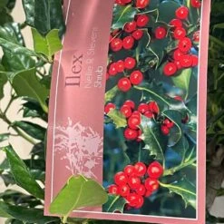 Ilex 'Nellie R.Stevens' Female Holly Bush 10Ltr Pot -Garden Tools Sales Store 5021768084373 3