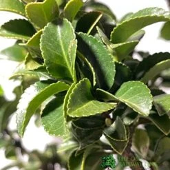 Euonymus Japonicus 'Benkomasaki' 40cm Tall (IT) 5 Euonymus Japonicus 'Benkomasaki' 40cm Tall (IT) -Garden Tools Sales Store 5021768087787 3