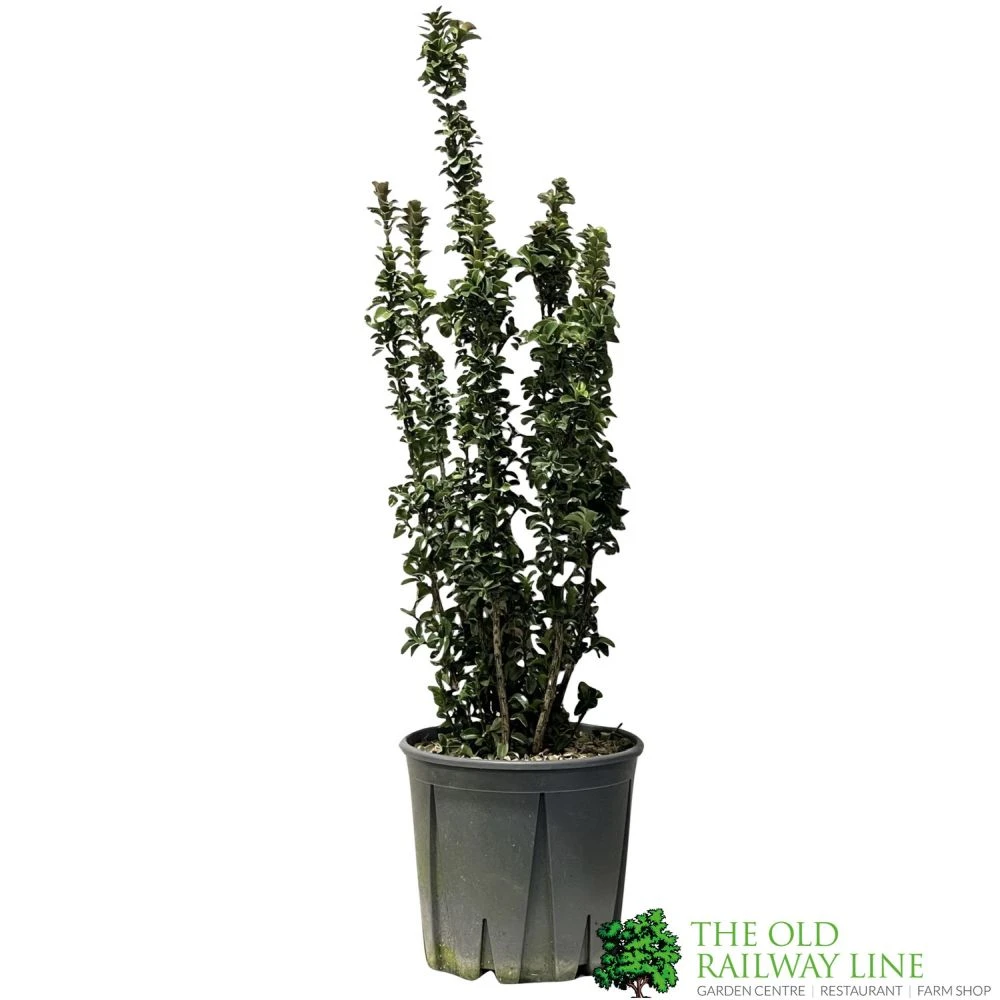 Euonymus Japonicus 'Benkomasaki' 40cm Tall (IT) 1 Euonymus Japonicus 'Benkomasaki' 40cm Tall (IT)