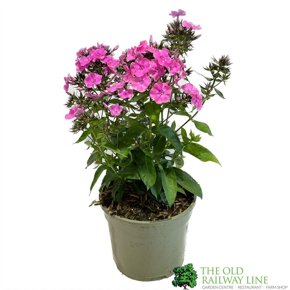 Phlox 'Sweet Summer Rose' 3Ltr Pot 1 Phlox 'Sweet Summer Rose' 3Ltr Pot