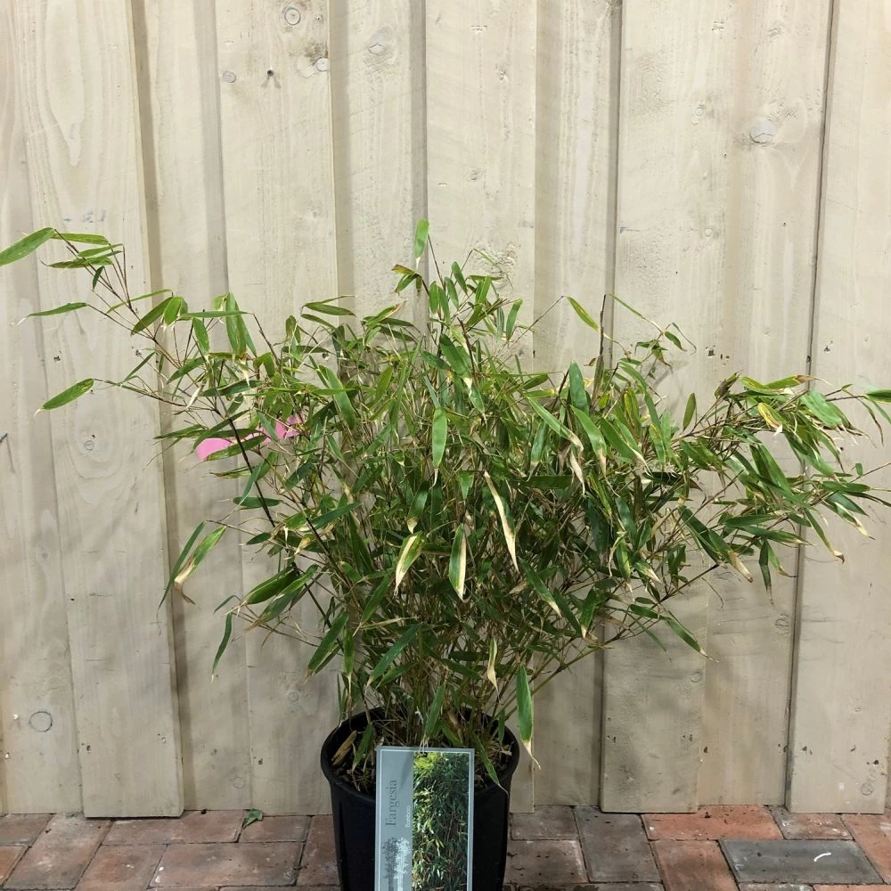 Fargesia Robusta 'Pingwu' Bamboo Plant 9 Ltr 1 Fargesia Robusta 'Pingwu' Bamboo Plant 9 Ltr