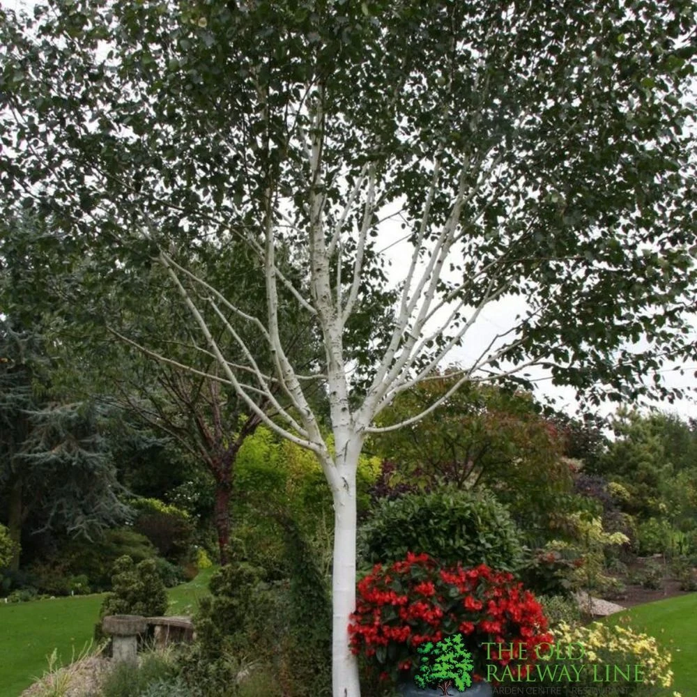 Betula 'Jacquemontii' White Birch Multistem 1.5m Tall (IT) 1 Betula 'Jacquemontii' White Birch Multistem 1.5m Tall (IT)