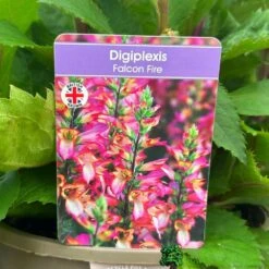 Digiplexis 'Falcon Fire' 3Ltr Pot