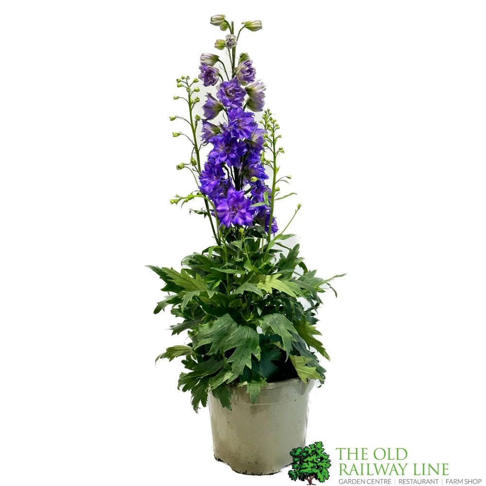 Delphinium Delgenius 'Breezin' 3Ltr Pot 1 Delphinium Delgenius 'Breezin' 3Ltr Pot