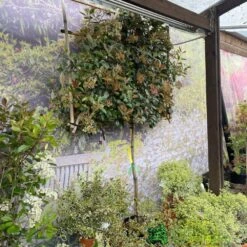 Photinia X Fraseri 'Red Robin' Pleached Form 2m Tall -Garden Tools Sales Store 5021768148341 3