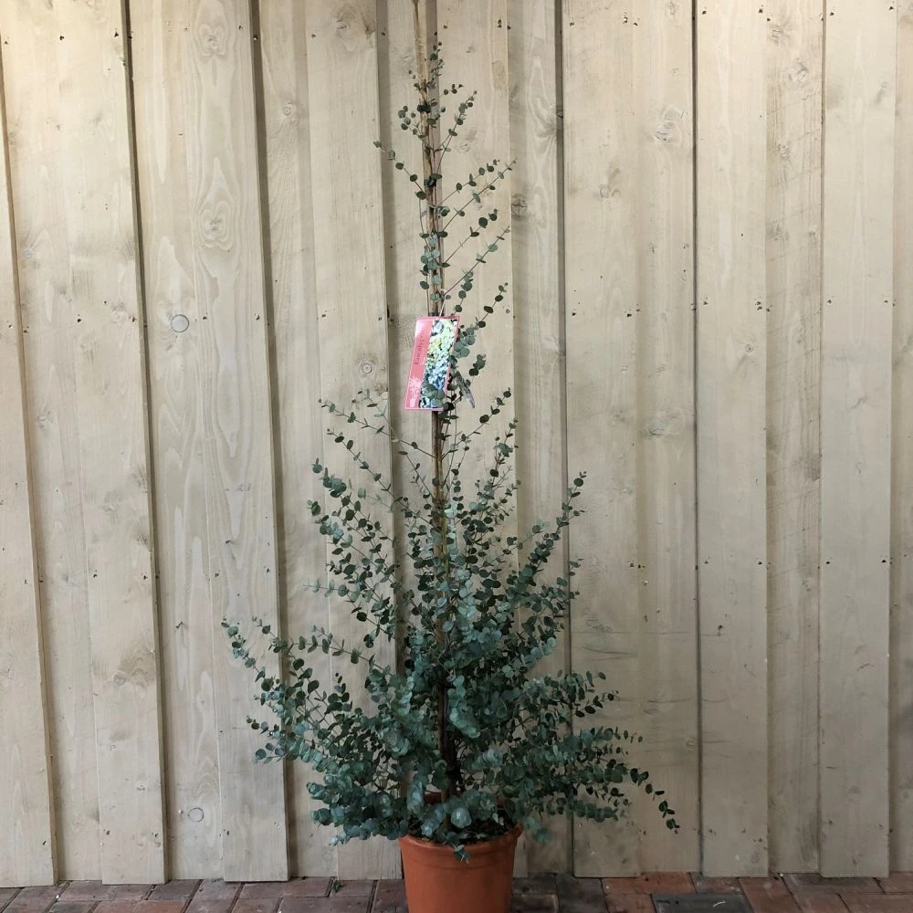 Eucalyptus Gunnii Tree 'Azura' 9Ltr 1.8m Tall 1 Eucalyptus Gunnii Tree 'Azura' 9Ltr 1.8m Tall