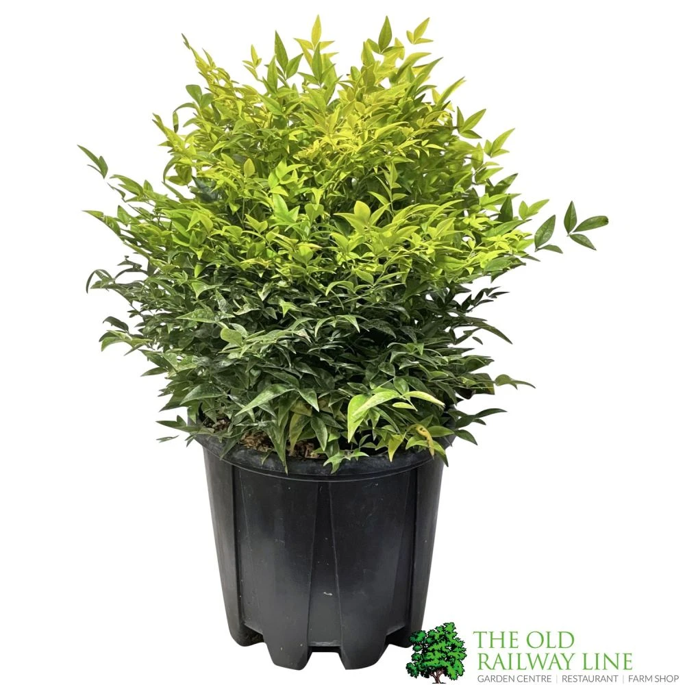 Nandina Domestica 'Magical Lemon & Lime' Heavenly Bamboo 30cm Tall (IT) 1 Nandina Domestica 'Magical Lemon & Lime' Heavenly Bamboo 30cm Tall (IT)