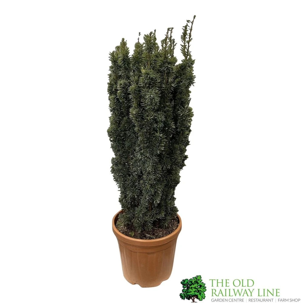 Taxus Baccata 'David' Yew Tree 1m Tall (IT) 1 Taxus Baccata 'David' Yew Tree 1m Tall (IT)