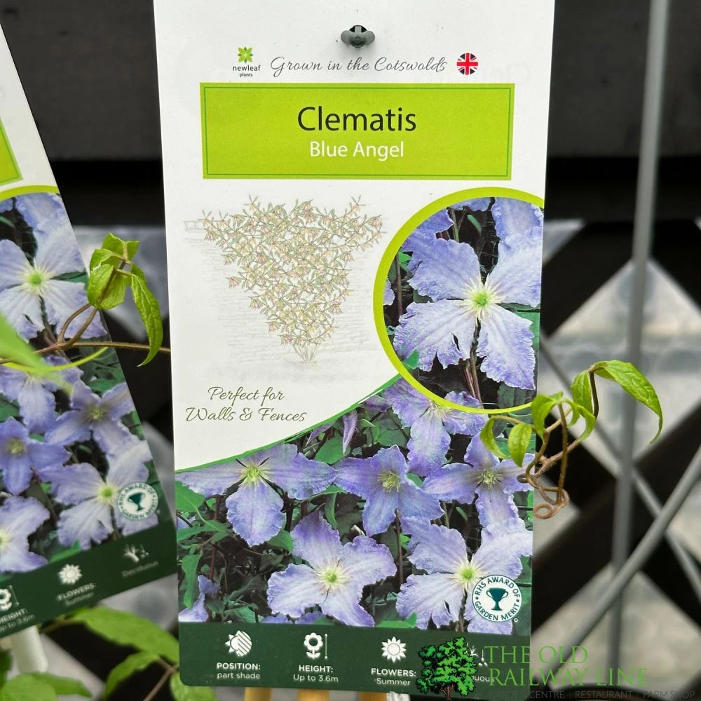 Clematis 'Blue Angel' Climbing Plant 2Ltr Pot 1 Clematis 'Blue Angel' Climbing Plant 2Ltr Pot
