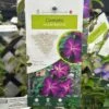 Clematis 'Night Veil' Climber 3Ltr Pot