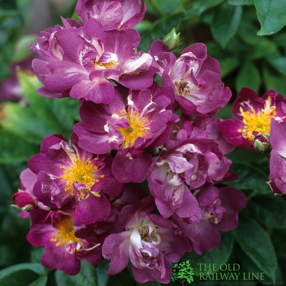 David Austin 'Veilchenblau' Rambling Rose6Ltr Pot 1 David Austin 'Veilchenblau' Rambling Rose6Ltr Pot