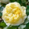 David Austin 'Charles Darwin' Yellow English Rose 6Ltr Pot
