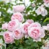 David Austin 'Wildeve' Light Pink English Shrub Rose6Ltr Pot