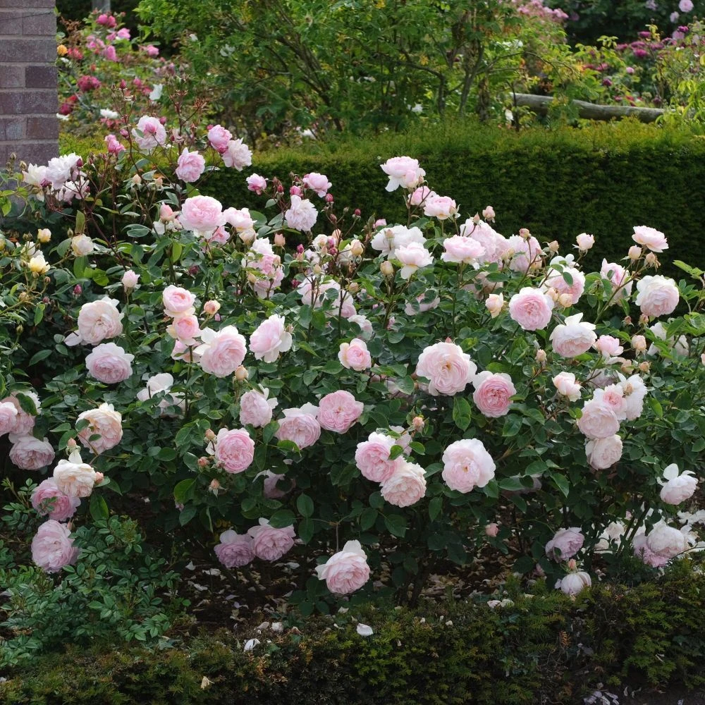 David Austin 'Gentle Hermione' Pink English Rose 6Ltr Pot 2 David Austin 'Gentle Hermione' Pink English Rose 6Ltr Pot - Image 2