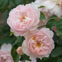 David Austin 'Gentle Hermione' Pink English Rose 6Ltr Pot 7 David Austin 'Gentle Hermione' Pink English Rose 6Ltr Pot -Garden Tools Sales Store 5031825016971 3