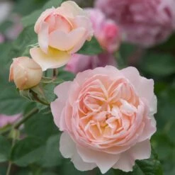 David Austin 'Gentle Hermione' Pink English Rose 6Ltr Pot 8 David Austin 'Gentle Hermione' Pink English Rose 6Ltr Pot -Garden Tools Sales Store 5031825016971 4