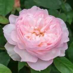 David Austin 'Gentle Hermione' Pink English Rose 6Ltr Pot 9 David Austin 'Gentle Hermione' Pink English Rose 6Ltr Pot -Garden Tools Sales Store 5031825016971 5