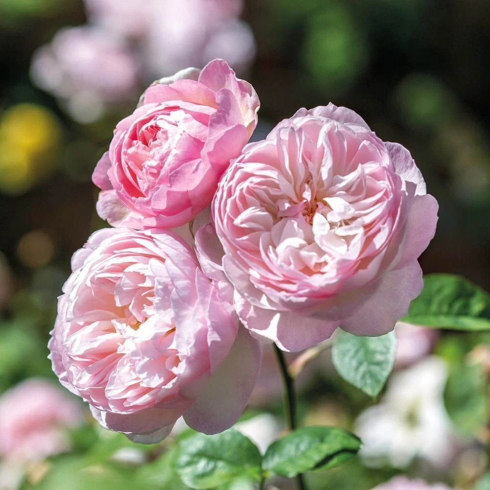 David Austin 'Gentle Hermione' Pink English Rose 6Ltr Pot 1 David Austin 'Gentle Hermione' Pink English Rose 6Ltr Pot