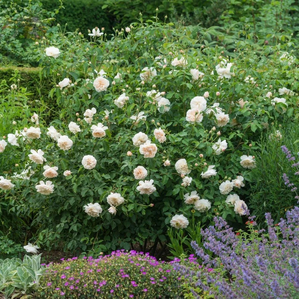 David Austin 'Lichfield Angel' Cream English Shrub Rose 6Ltr Pot 2 David Austin 'Lichfield Angel' Cream English Shrub Rose 6Ltr Pot - Image 2