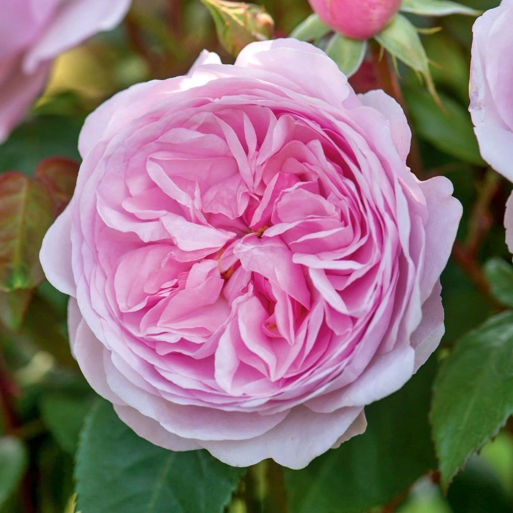 David Austin 'Olivia Rose Austin' Mid Pink English Rose 6Ltr Pot 1 David Austin 'Olivia Rose Austin' Mid Pink English Rose 6Ltr Pot