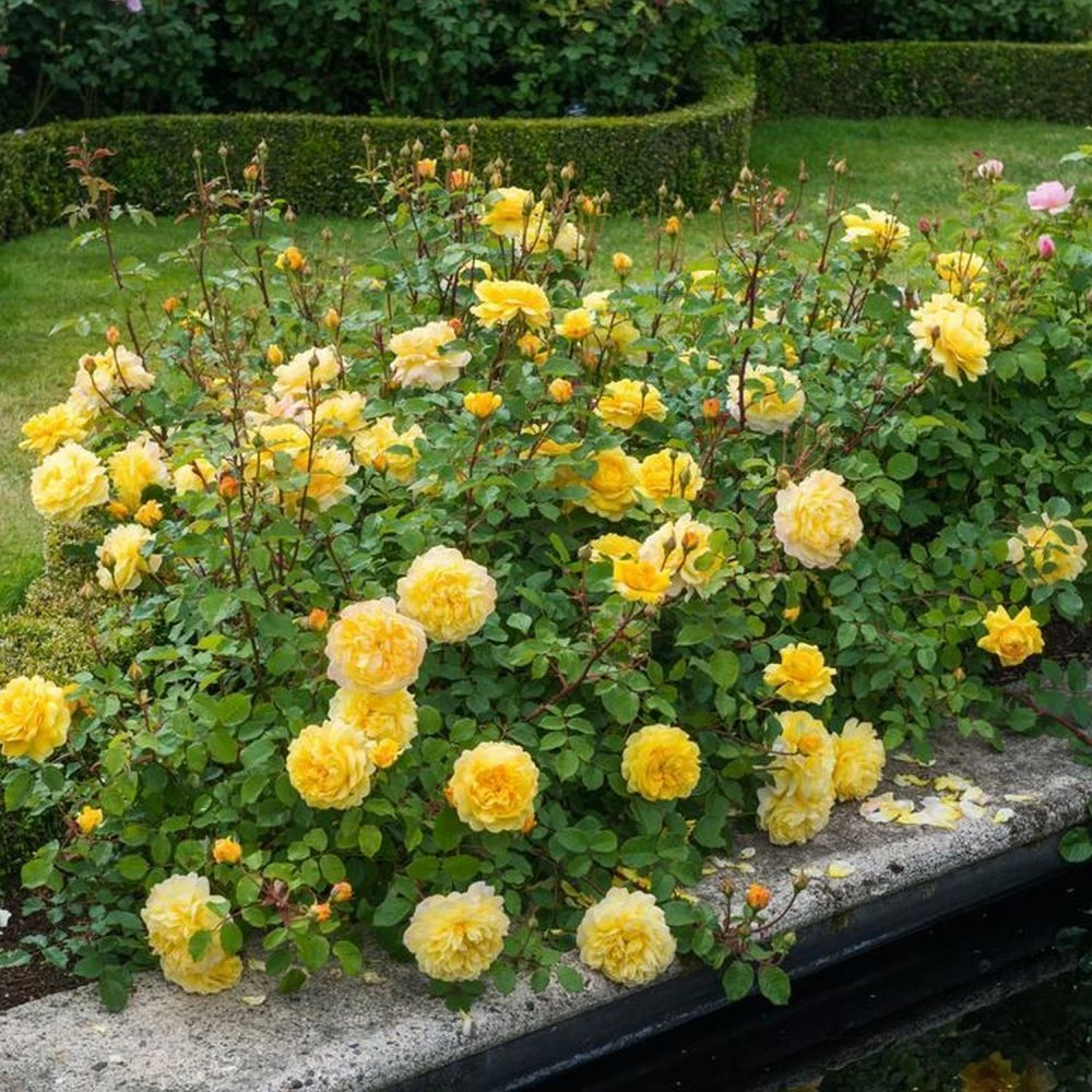 David Austin 'The Poet's Wife' Yellow English Rose 6Ltr Pot 2 David Austin 'The Poet's Wife' Yellow English Rose 6Ltr Pot - Image 2