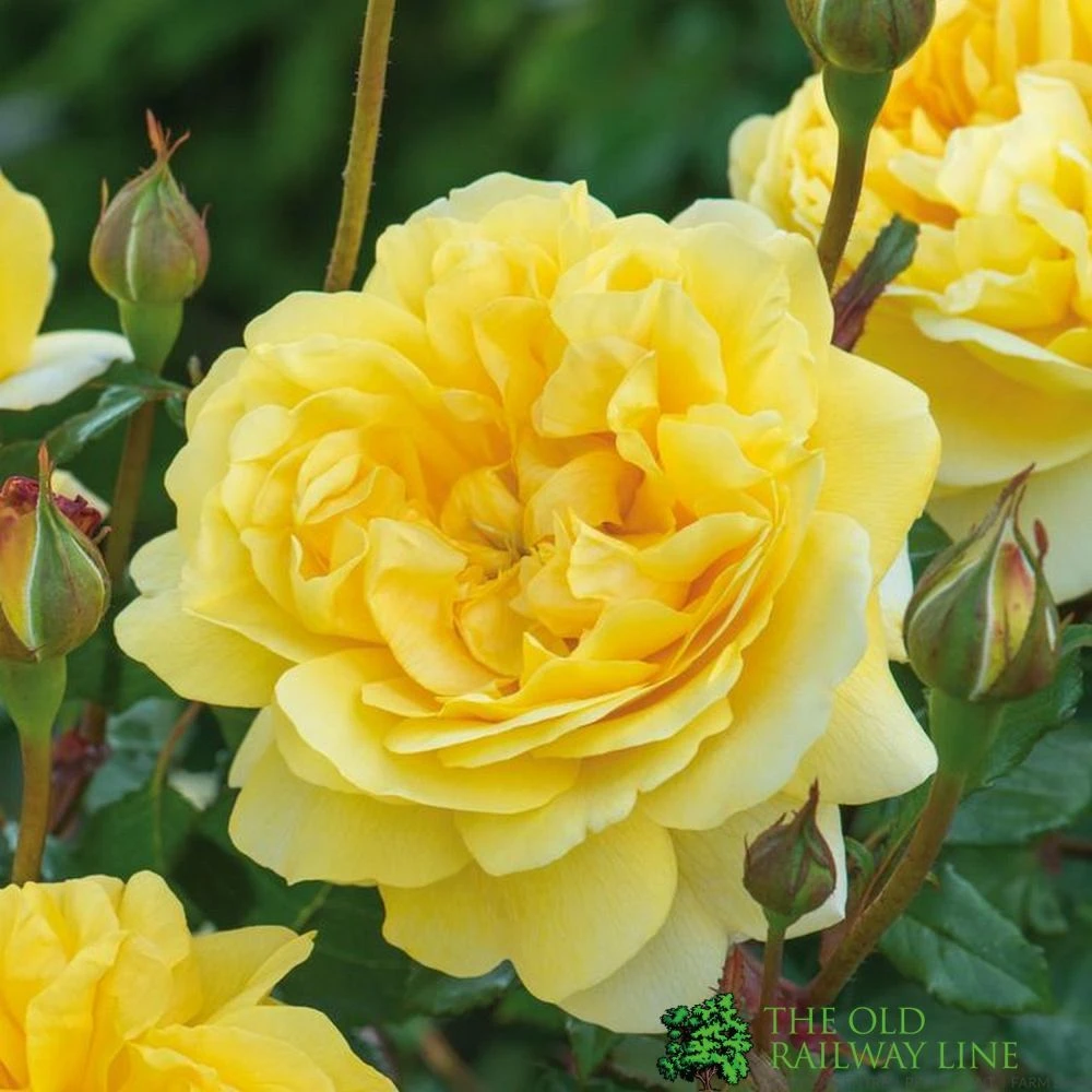 David Austin 'The Poet's Wife' Yellow English Rose 6Ltr Pot 1 David Austin 'The Poet's Wife' Yellow English Rose 6Ltr Pot