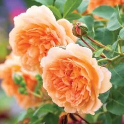 David Austin 'Dame Judi Dench' Orange English Rose 6Ltr Pot