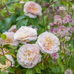 David Austin 'Emily Brontë' Pink English Rose 6Ltr Pot -Garden Tools Sales Store 5031825021869 3 9b7506c8 1c1e 4c44 9a3b 79c60ca6b933