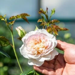 David Austin 'Emily Brontë' Pink English Rose 6Ltr Pot -Garden Tools Sales Store 5031825021869 4 96eaa3fc e893 40fc 9443 34a04989ee63