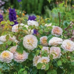 David Austin 'Emily Brontë' Pink English Rose 6Ltr Pot -Garden Tools Sales Store 5031825021869 5 fbe9841b df99 4482 a9d2 8bfe3d7a6101