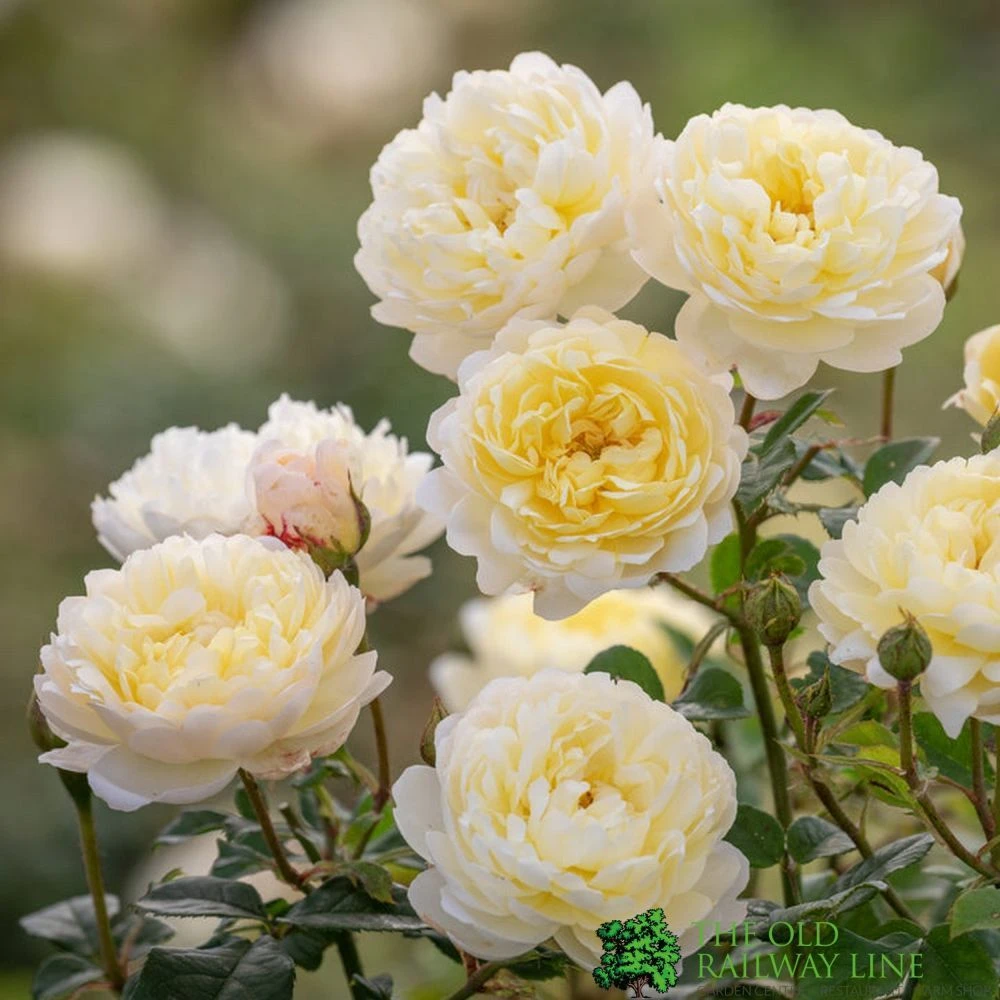 David Austin 'Nye Bevan' Yellow English Shrub Rose6Ltr Pot 1 David Austin 'Nye Bevan' Yellow English Shrub Rose6Ltr Pot