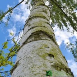Betula Alba Pendula 12Ltr Pot