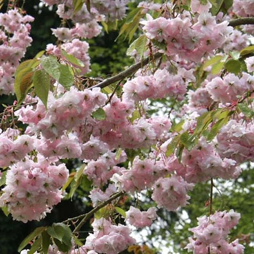 Prunus 'Kiku-Shidare-Zakura' Cherry Blossom Tree 7.5Ltr Pot 1 Prunus 'Kiku-Shidare-Zakura' Cherry Blossom Tree 7.5Ltr Pot
