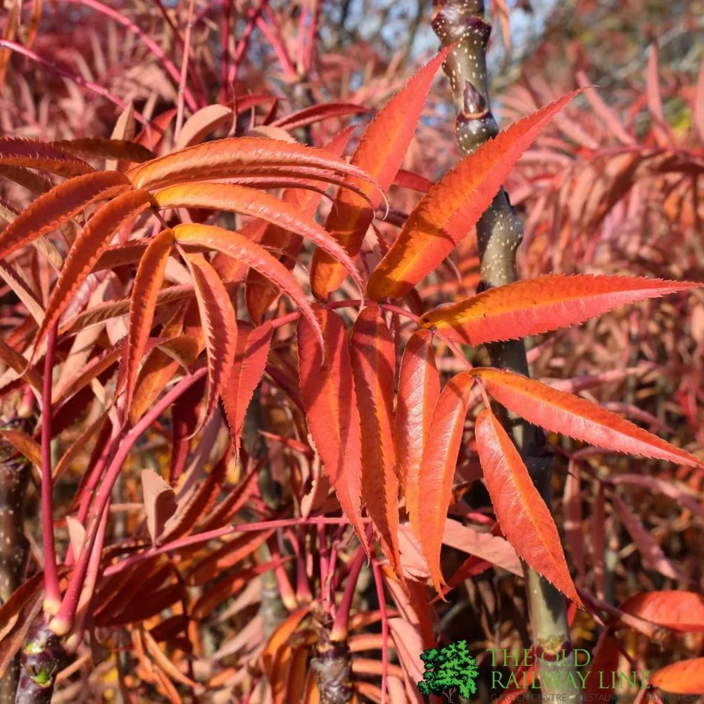 Sorbus Ulleungensis 'Olympic Flame' 12Ltr Pot 1 Sorbus Ulleungensis 'Olympic Flame' 12Ltr Pot