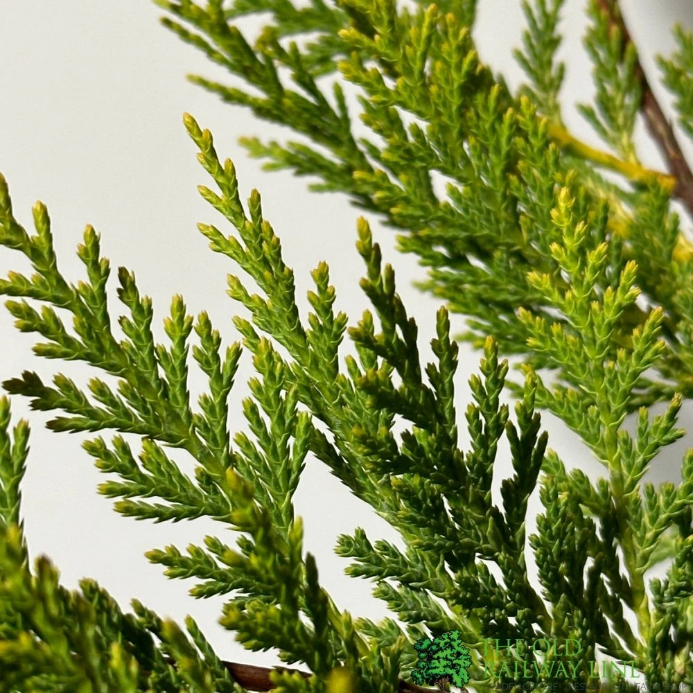 Cupressus 'Excalibur Gold' Conifer 3Ltr Pot 2 Cupressus 'Excalibur Gold' Conifer 3Ltr Pot - Image 2