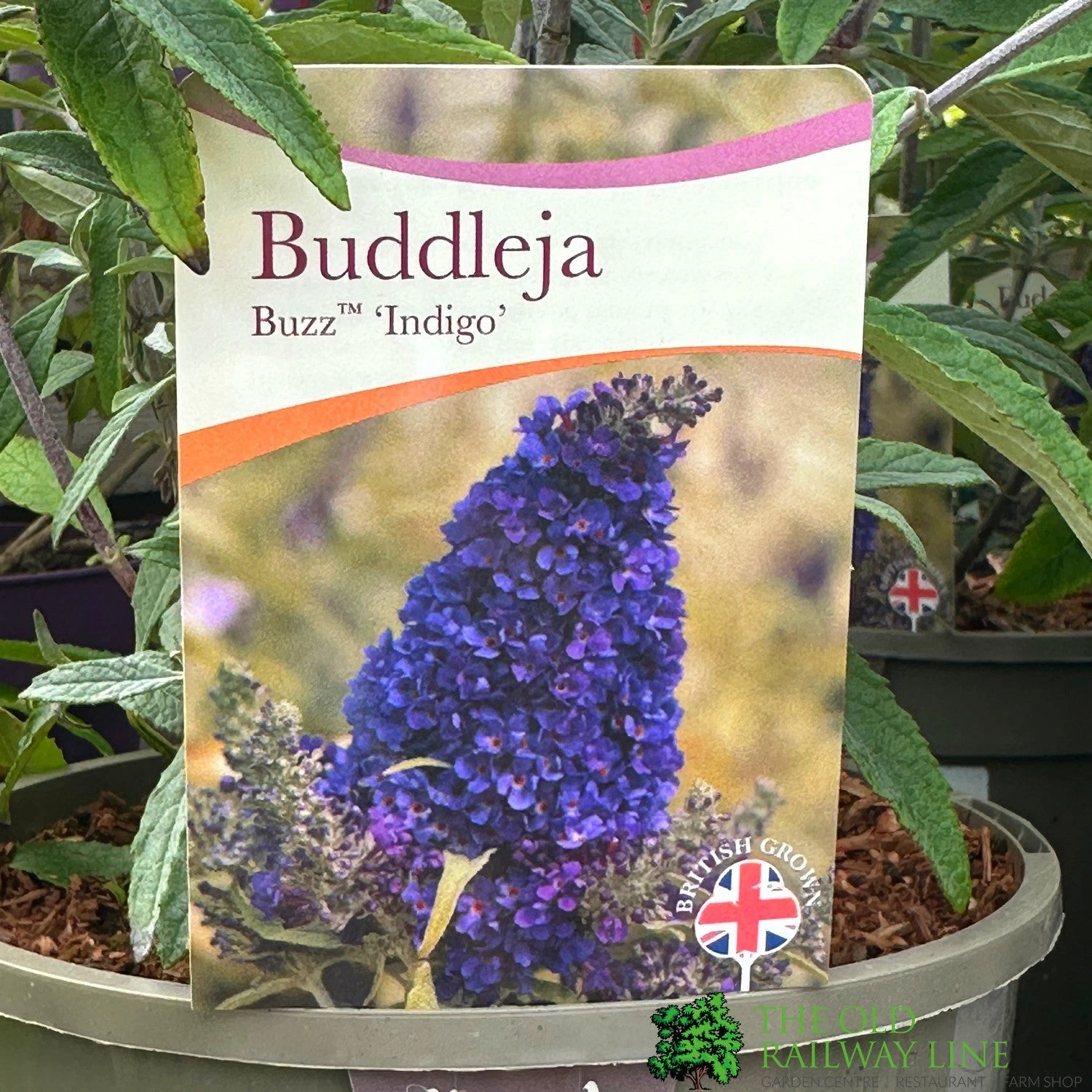 Buddleja Buzz 'Indigo' Plant 3Ltr Pot 1 Buddleja Buzz 'Indigo' Plant 3Ltr Pot